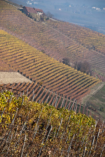 istock Vineyards near Barolo, Piemonte Italy 149039621