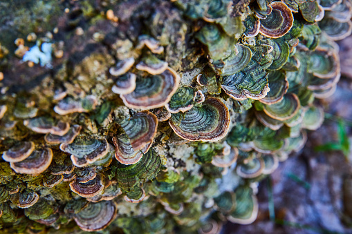 Image of Log covered in shelf mushrooms and fungi