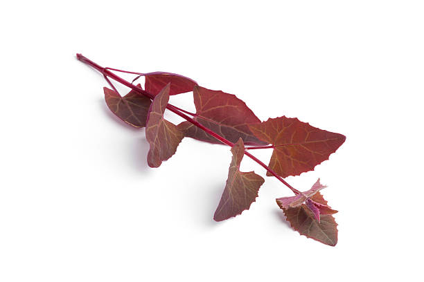 istock Fresh branch of Garden Orache 149039667