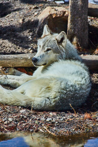 istock Lone grey wolf laying on ground resting 1490396886
