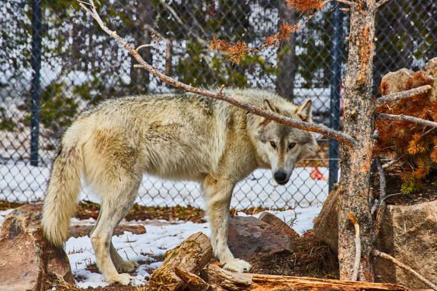 istock Lone grey wolf in caged area in winter 1490397171