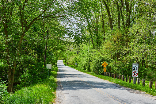 Image of Lush spring forest alongside side road in midwest