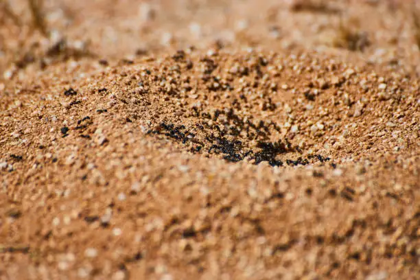 Photo of Macro detail view of ant nest with ants emerging