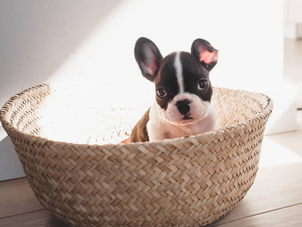istock Lovable puppy puppy sits in a wicker basket 1490397975