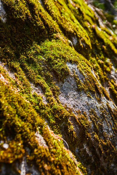 istock Macro of vibrant moss covering rocky surface 1490398402