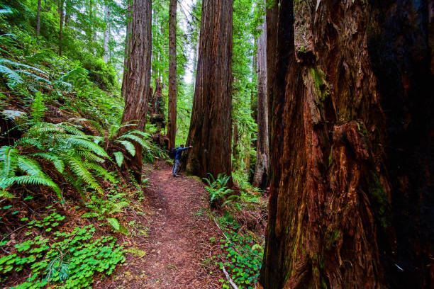 istock Man next to Redwood tree on hiking trail for scale 1490398673