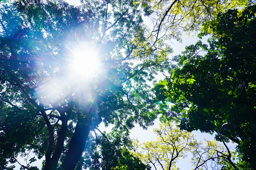 Sunlight seen from under the trees with lush leaves. sun light on the sky, view from below betwen Branches of trees