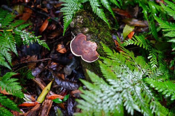 A fallen tree trunk in a wooded area, with Ganoderma fungus on the mossy bark.