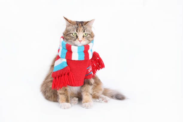 istock Isolated Kitten in Santa outfit on white background. 1490400840