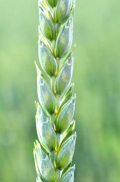 On a farm field close up of spikelets of young green wheat