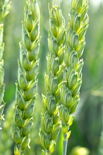 On a farm field close up of spikelets of young green wheat