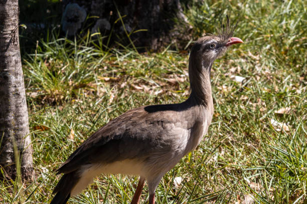 istock Close up red legged seriema or crested cariama (Cariama cristata) 1490402138
