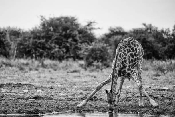 A giraffe standing in a weird position, drinking from the water source in grayscale