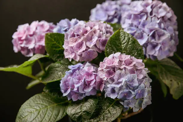 Hydrangea Blooming.Vintage hydrangea flowers on a black background.Hydrangea in a pot.Beautiful spring bouquet. Blue, pink and lilac hydrangea flowers.Flower background. Floral illustration.Retro