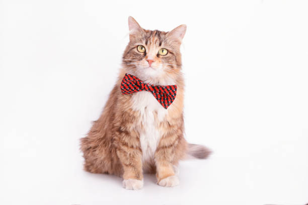 istock Isolated Beautiful funny Kitten with a red bow tie. 1490402589