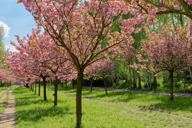 istock Avenue of japanese cherry trees. 1490402614