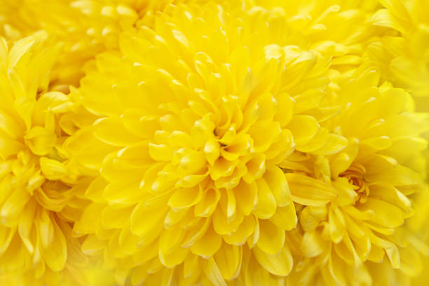 Yellow chrysanthemum flowers background. Selective focus close up summer, autumn plants for mother's day, birthday, holiday. Macro. Copy space Yellow chrysanthemum flowers background. Selective focus close up summer, autumn plants for mother's day, birthday, holiday. Macro. Copy space mothers day horizontal close up flower head stock pictures, royalty-free photos & images