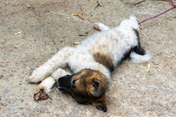 istock A small dog lying on its side loves to eat a goat's leg 1490402985