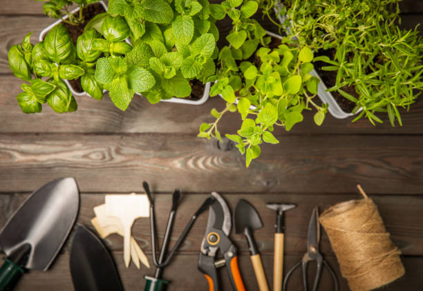 istock Herbs in a pot. Assorted fresh herbs growing in pots on a dark textured background. Close-up. Rosemary, basil, mint, thyme and oregano. Mixed fresh aromatic herbs in a pot.Spicy herbs.Place for text. 1490403292