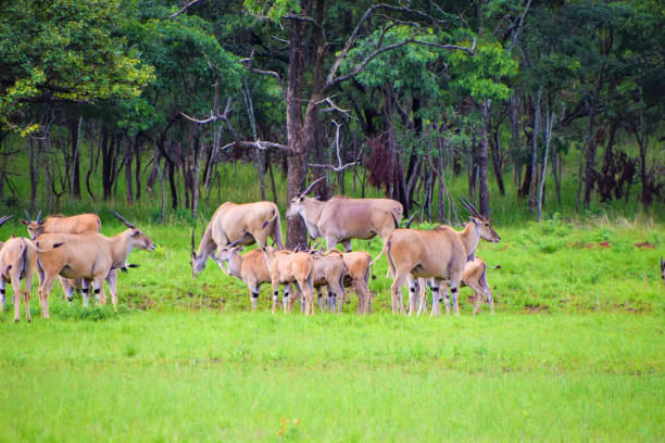 istock Eland family in Zimbabwe 1490404713