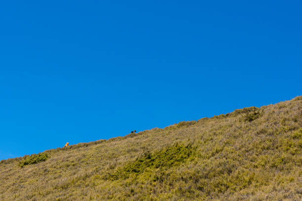 Iberian wolf (Canis lupus signatus) in northern Spain.
