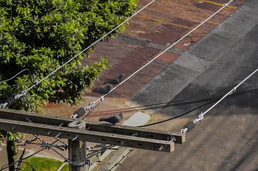 High voltage electrical cables between trees. Danger