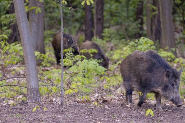 istock Wild boar, venison, forest. Trees. Day. 1490405650