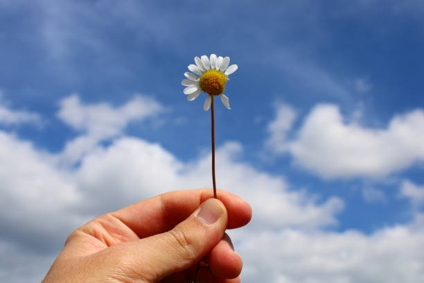istock A hand holds a daisy in front of a blue sky. 1490406074