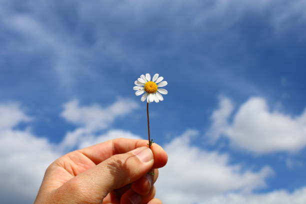 istock A hand holds a daisy in front of a blue sky. 1490406086