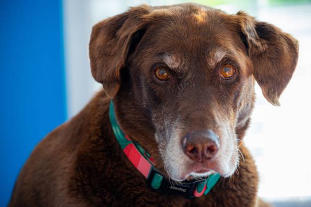 Adorable chocolate-colored canine is gazing at the camera with a friendly demeanor