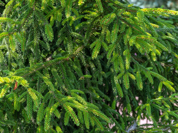 Picea orientalis, commonly known as the Oriental or Caucasian spruce, close up branches of Picea orientalis, commonly known as the Caucasian spruce, is a species of spruce native to the Caucasus and adjacent northeast Turkey. oriental spruce stock pictures, royalty-free photos & images