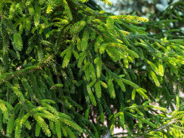 Picea orientalis, commonly known as the Oriental or Caucasian spruce, close up branches of Picea orientalis, commonly known as the Caucasian spruce, is a species of spruce native to the Caucasus and adjacent northeast Turkey. oriental spruce stock pictures, royalty-free photos & images