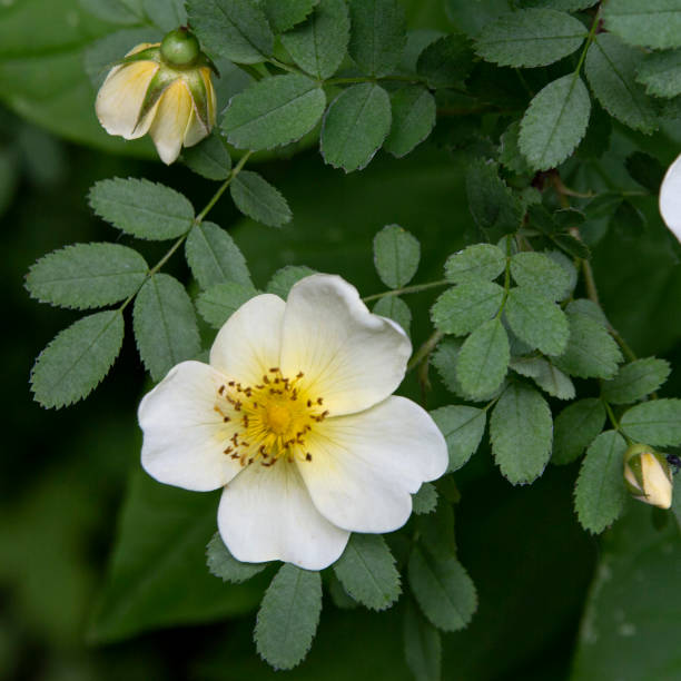 istock White wild rose on a background of summer greenery. 1490407930