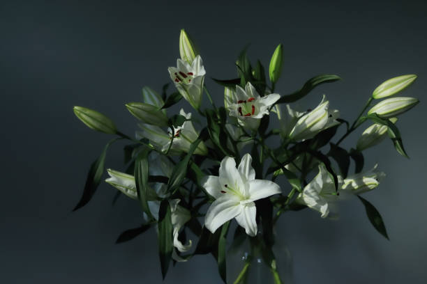 белая лилия. цветы белой пасхальной лилии в саду. - lily white easter single flower стоковые фото и изображения