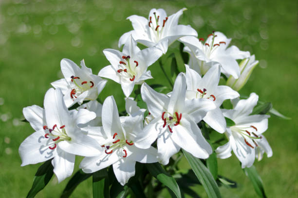 istock Madonna Lily. White Easter Lily flowers in garden. 1490409263
