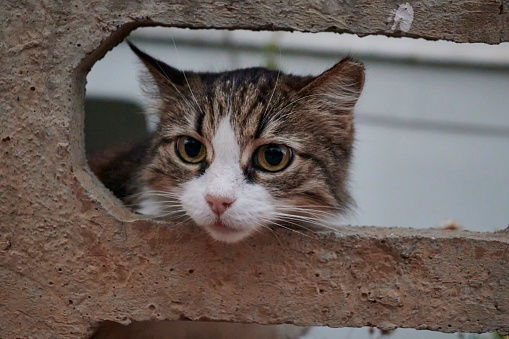 A curious tabby cat peers out of a hole