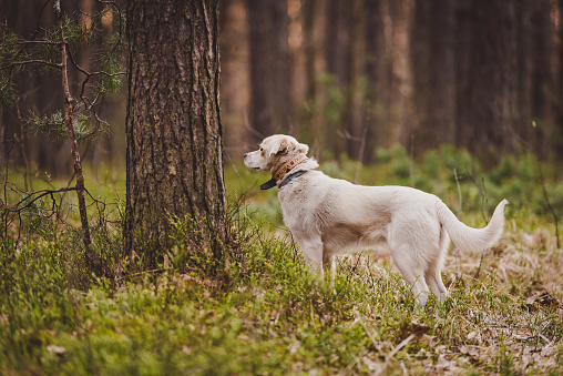 White dog in a magical forest. adventure dog. hiking with dogs. quality time. healthy lifestyle.