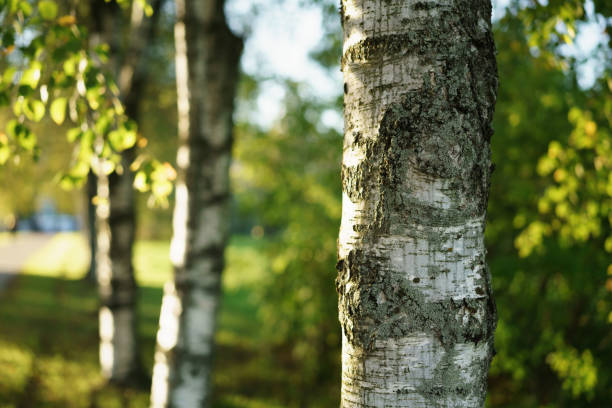 istock close up birch on an alley with beautiful bokeh on the back 1490411561