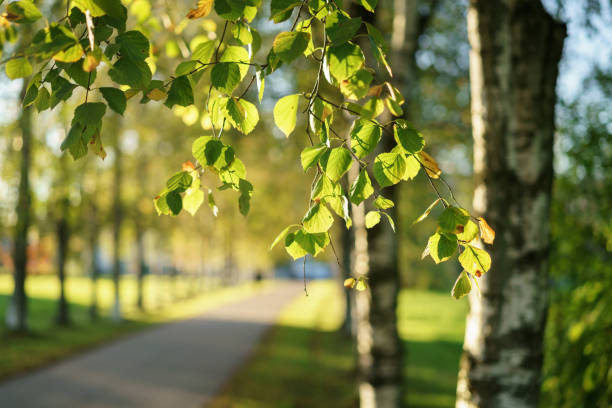 close up birch on an alley with beautiful bokeh on the back, copy space for your info