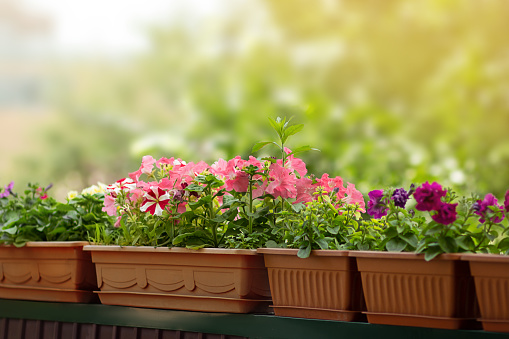 Terra cotta flower planters on wood deck