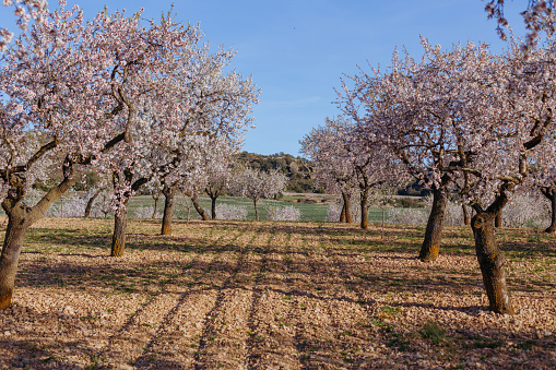A field of blossoming almond trees. Shallow depth of field