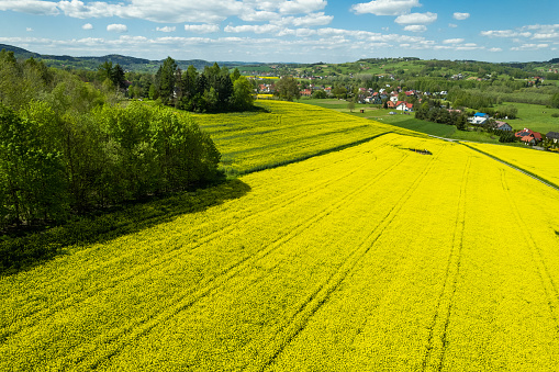 Spring landscape with yellow rape fields, polish countryside. Aerial drone view