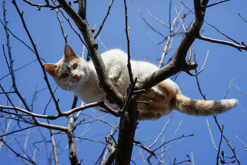 white cat in a tree, looking down against blue sky background, soft focus