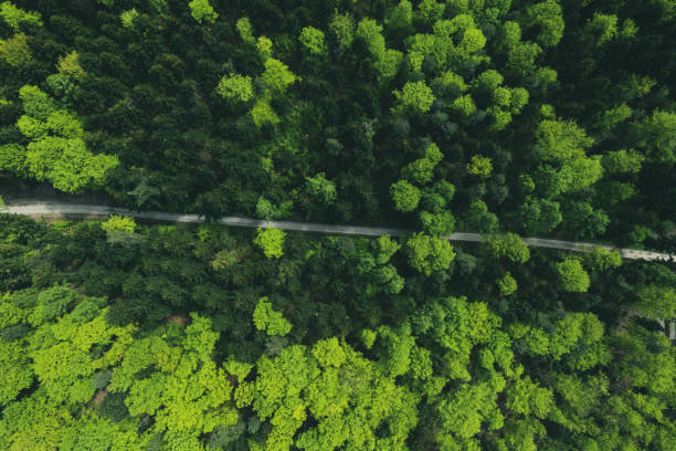 istock Road trough lush green forest, aerial drone view 1490413549