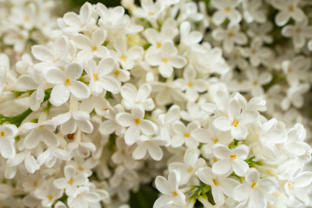 istock white lilac flowers soft focus close 1490413962