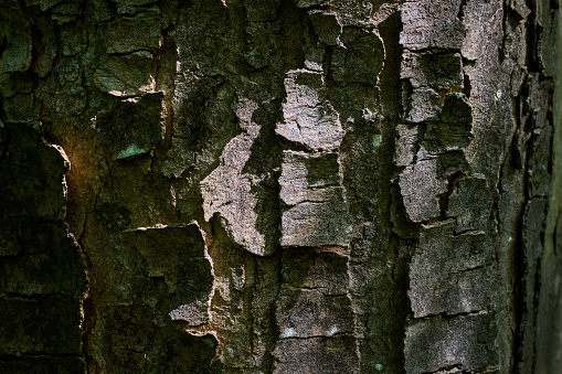 Abstract nature and objects. Rough structure on a tree trunk