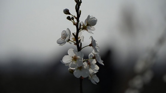 cherry blossom in spring, macro shot with shallow depth of field