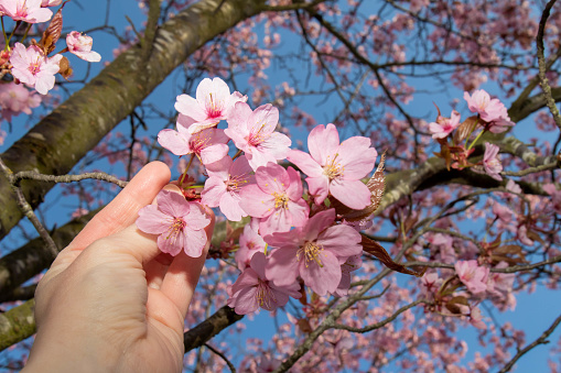 A hand touching a branch on a cherry blossom tree, with pink flowers. A blue sky. Sunny spring day. Low angle / worms eye view. Close up.