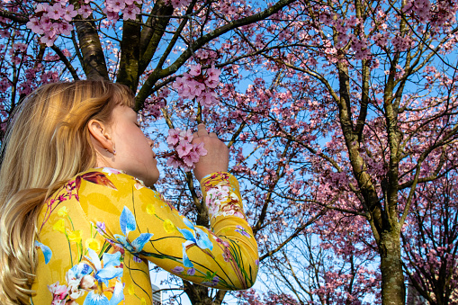 A girl in a yellow dress holding a branch of a cherry blossom tree with her fingers and taking a closer look at and / or smelling the fragrant of the pink flowers with delight. A sunny spring day. A blue sky. Low angle shot / worms eye view