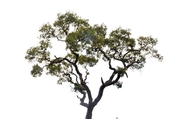 grande albero isolato su sfondo bianco - oak tree treelined tree single object foto e immagini stock